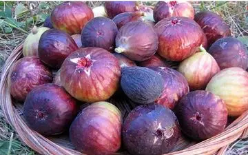 برای فرار از یبوست انجیر بخورید