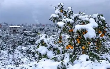 تداوم بارش برف و کاهش ناگهانی دما در کشور