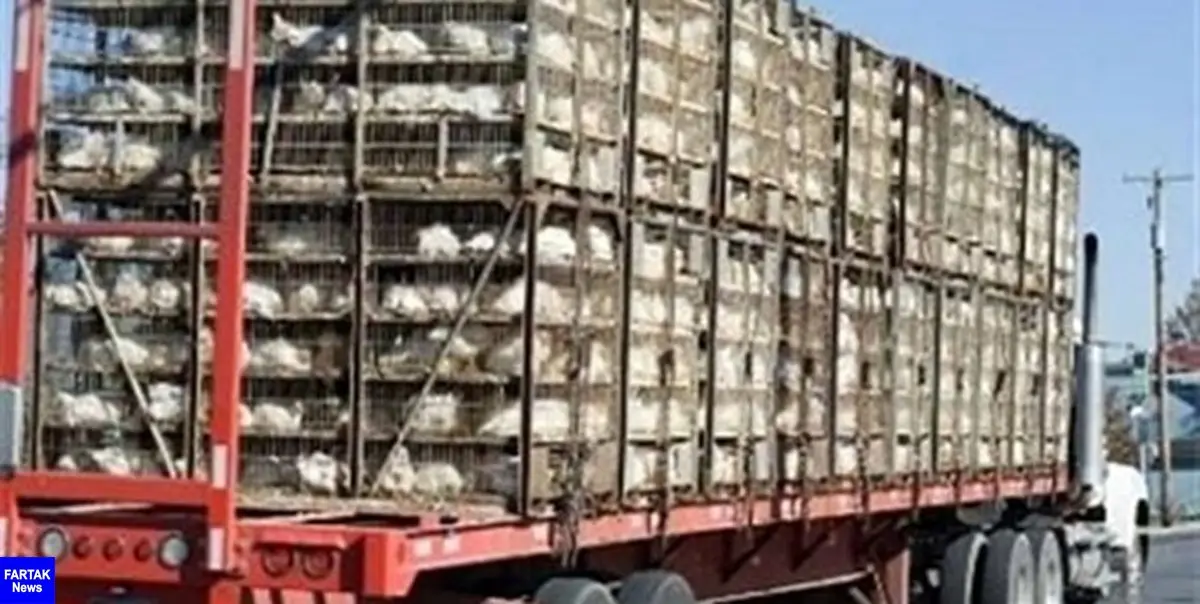 بیش از 2 تن مرغ زنده قاچاق در شهرستان چرداول کشف شد