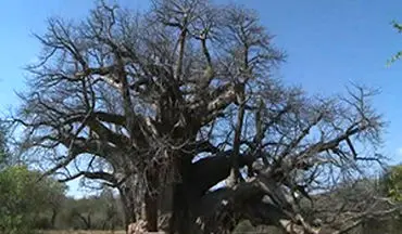 نابودی درختان در قاره آفریقا به دلیل تغییرات اقلیمی + فیلم