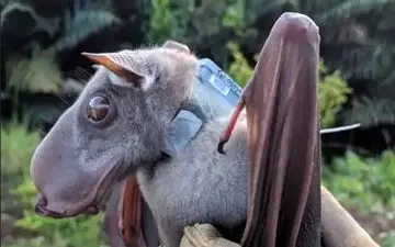 تا حالا خفاش سرچکشی دیدی؟خیلی عجیبه بیا بهت نشون بدم!|تصویر آخرالزمانی از یک خفاش عجیب+عکس
