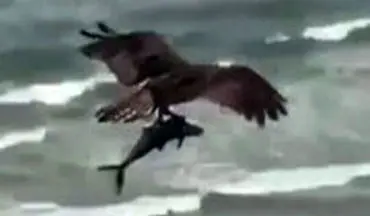 ویدیو/ صحنه‌ای فوق العاده دیدنی از شکار ماهی توسط پرنده
