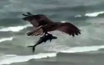 ویدیو/ صحنه‌ای فوق العاده دیدنی از شکار ماهی توسط پرنده