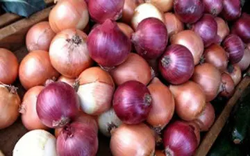 سیاست‌های حمایتی در تنظیم بازار پیاز/ مازاد پیاز صادر می‌شود