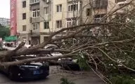 لحظه وحشتناک سقوط درخت روی یک راننده+فیلم