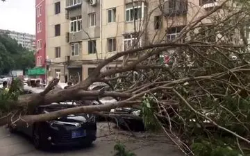 لحظه وحشتناک سقوط درخت روی یک راننده+فیلم