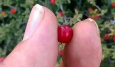 این نوع آلبالو ضد سنگ کلیه و مثانه، ضدکمردرد، ضد قولنج و... است