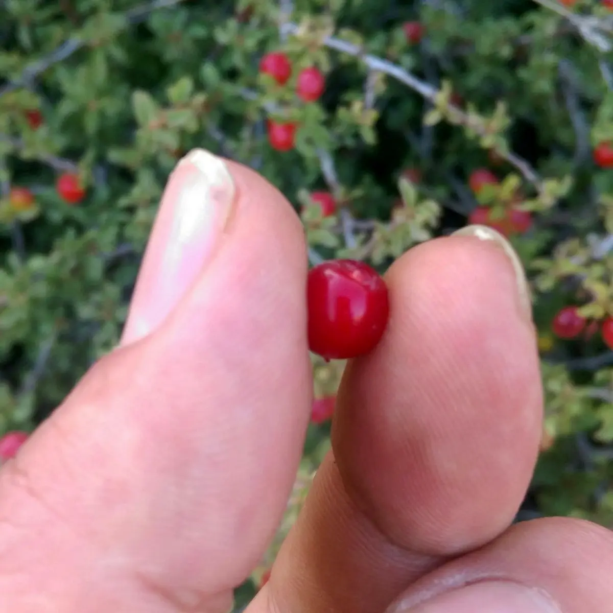 این نوع آلبالو ضد سنگ کلیه و مثانه، ضدکمردرد، ضد قولنج و... است