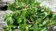 این گیاه بمب امگا3 است|۹۳٪ این گیاه گوشتی را آب تشکیل می‌دهد