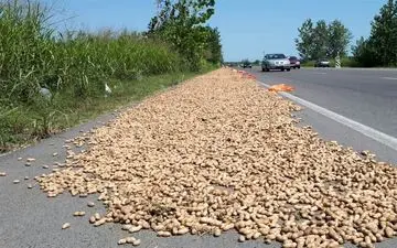 برند بادام چهارمحال و بختیاری باید جهانی شود