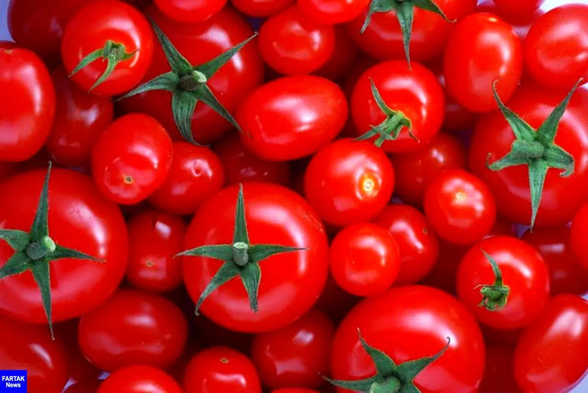 دلیل افزایش قیمت گوجه فرنگی چیست؟