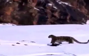 بدشانسی عجیب پلنگ هنگام شکار 