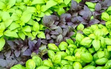 برخی از خواص ریحان و فواید درمانی آن