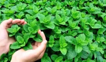 عطر نعناع مناسب برای پاکسازی گلو و تسکین گلودرد