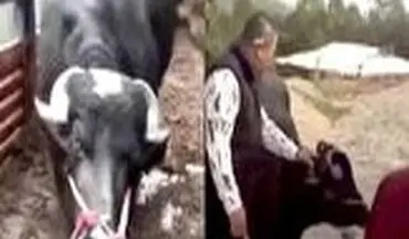 ویدیو/ صحنه باورنکردنی که گاو باردار حین سربریدن رقم زد! 