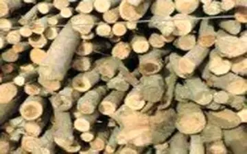 
کشف بیش از 6 تن چوب قاچاق در شفت