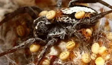 عنکبوت مادر فداکار|موجودی که بدنش را غذای بچه‌هایش می‌کند+عکس
