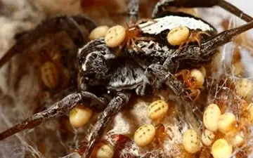 عنکبوت مادر فداکار|موجودی که بدنش را غذای بچه‌هایش می‌کند+عکس
