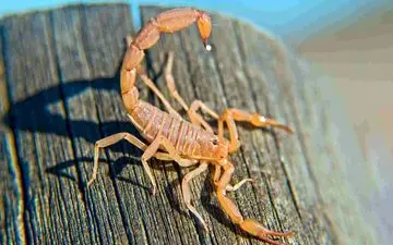 راهنمای جامع کمک‌های اولیه در عقرب گزیدگی