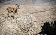 کشف لاشه ۱۶۰ رأس قوچ و میش اوریال در پارک ملی گلستان؛ علت در دست بررسی است