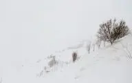خانوارهای عشایری گرفتار در برف کوهدشت نجات یافتند