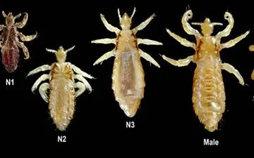 چگونگی از بین بردن شپش در خانه