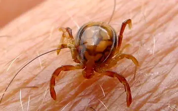  مردی در کرمانشاه به بیماری تب کریمه کنگو مبتلا شد