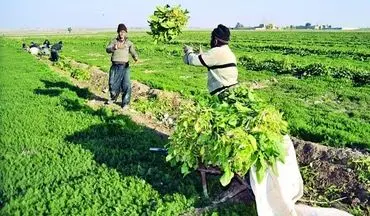برنامه وزارت بهداشت برای کاهش ناامنی غذایی در 7 استان‌ در معرض خطر
