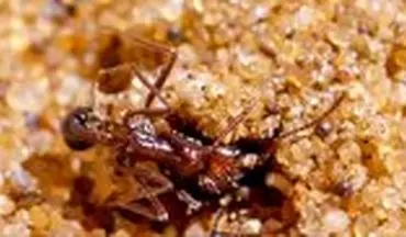 استفاده هوشمندانه عنکبوت اسپور از شن برای شکار مورچه