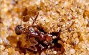 استفاده هوشمندانه عنکبوت اسپور از شن برای شکار مورچه