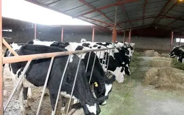 ۲۷ راس گاو قاچاق در سراوان کشف شد