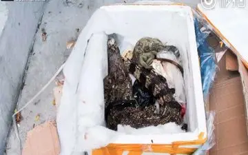 کشف کروکودیل در بسته سفارش اینترنتی!+فیلم