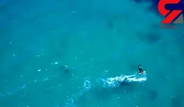 فیلم شنای کوسه زیر پای موج سوار+ فیلم