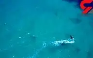 فیلم شنای کوسه زیر پای موج سوار+ فیلم
