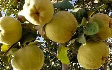 خواص شگفت‌انگیز "به"  برای درمان لک‌های پوستی 
