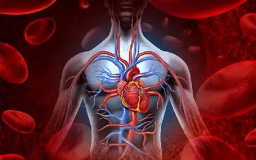 7 درمان خانگی برای تقویت رگ های خونی