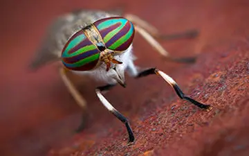 روش عکاسی ماکرو با دوربین موبایل