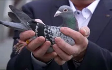 کبوتر یک میلیون یورویی را ببینید!