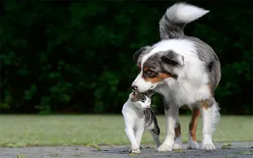 حمل سگ در خودرو چقدر جریمه دارد؟