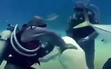 بیرون کشیدن زنجیر از دهان کوسه‌ها توسط یک زن شجاع+ فیلم