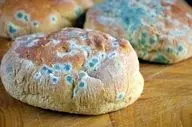 کپک خانگی را دست کم نگیرید باعث این بیماری نادر در ریه شما می شود