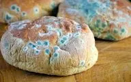 کپک خانگی را دست کم نگیرید باعث این بیماری نادر در ریه شما می شود
