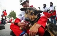 خاطره‌ای بامزه از حضور یک سگ زنده‌ یاب هلال‌ احمر در برنامه زنده | فیلم