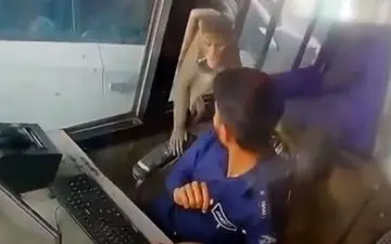 سرقت خنده‌دار میمون از دکه عوارضی