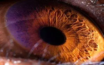 نمایی نزدیک از چشم شامپانزه