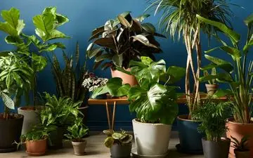 برگ‌های پژمرده: عیب‌یابی و احیای گیاهتان