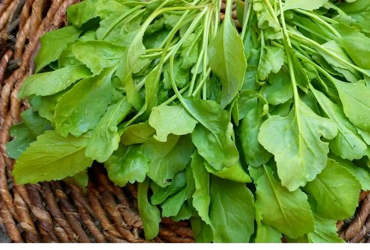 با خوردن این سبزی از ابتلا به آسم و سرطان جلوگیری کنید