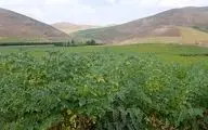 ۴ رقم جدید نخود دیم اعلام شد

