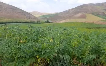 ۴ رقم جدید نخود دیم اعلام شد

