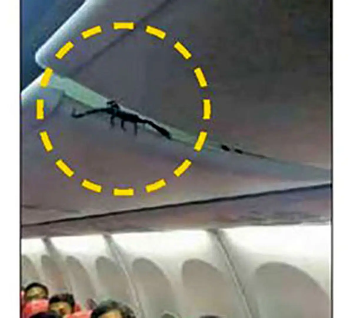 وحشت مسافران از موجود خطرناکی که از سقف هواپیما آویزان بود+عکس 